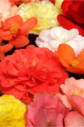 Carnations 04.jpg