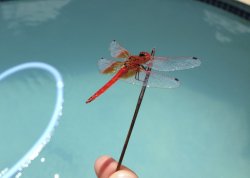 IMG_0161.jpg