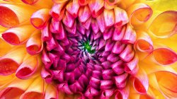 iMac-Flower 2560x1440 2.jpg