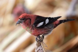 bird002.jpg