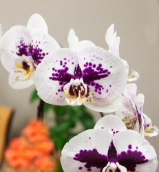 IMG_6127-Edit.jpg
