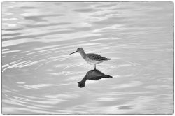 ripples_gr_yellowlegs (1).jpg