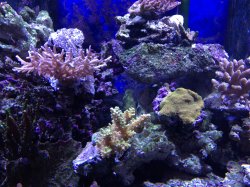 my corals.jpg