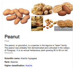 nut.png