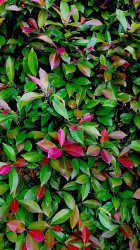 RedLeaves5-10-2013_zps2da7046d.jpg