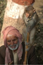Monkey on Stick1.jpg
