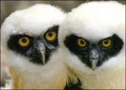 owls.jpg