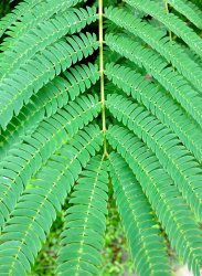 Locust Tree 6-7-2013.JPG