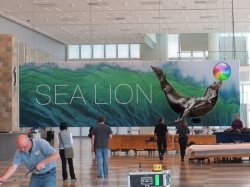 sealion.jpg