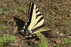 Swallowtail.jpg