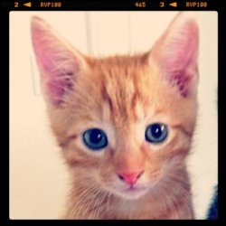 ImageUploadedByTapatalk 21371706535.461453.jpg