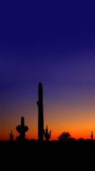 Desert.jpg