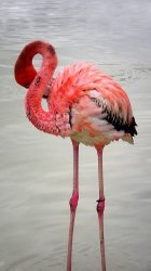 Flamingo.jpg
