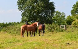 Horses at Clent.jpg