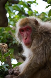 Monkey.jpg