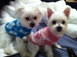 IMG_1018.JPG
