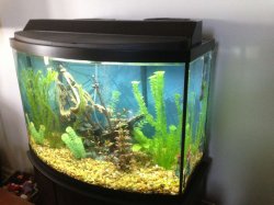 ImageUploadedByTapatalk 21373988075.336512.jpg