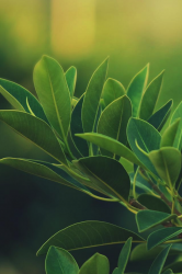 leaf.png