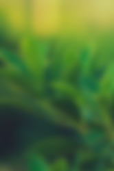 leaf blur.png