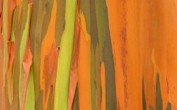 NaturePatterns 03.jpg