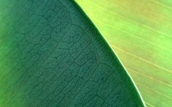 NaturePatterns 04.jpg