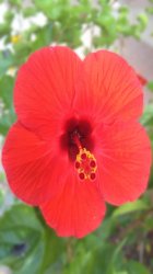 Hibiscus 03.jpg