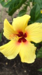 Hibiscus 04.jpg