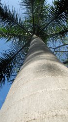 Palm.jpg