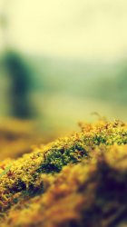 Moss.jpg