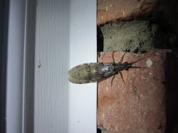 IMG_0087.JPG