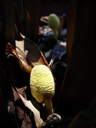 Mushrooms in the Cannas-DSC sm.jpg