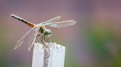 Dragonfly.jpg Dragonfly.jpg