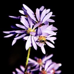 flowerrr.JPG