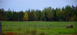 DSC_4383e.jpg
