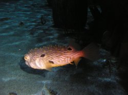puffer.jpg