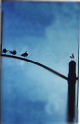 birdpos.png