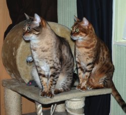 Jax And Star Posing.jpg