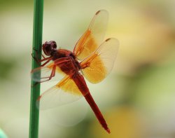 dragonfly.jpg