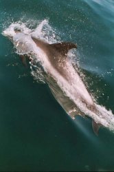 04_dolphin.jpeg