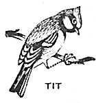 tit.jpg