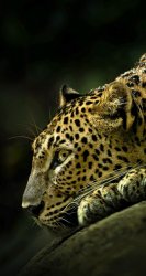 Leopard.jpg