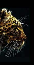 Cat 01.jpg