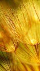Golden-fluff-iphone-5-wallpaper-ilikewallpaper_com.jpg