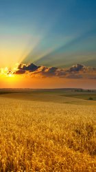Golden-summer-field-iphone-5-wallpaper-ilikewallpaper_com.jpg