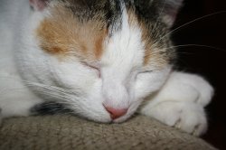 IMG_6554.JPG