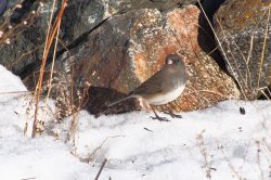 Dark-eyed Junco.jpg