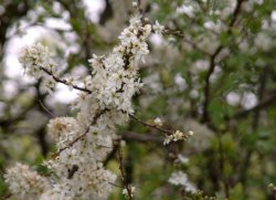 Hawthorn Blossom.JPG