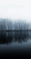 Tree Reflection.jpg