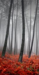 Foggy Woods.jpg