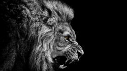 lion-image_01582298_22.jpg